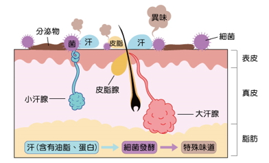 為什麼總是「有味道」？